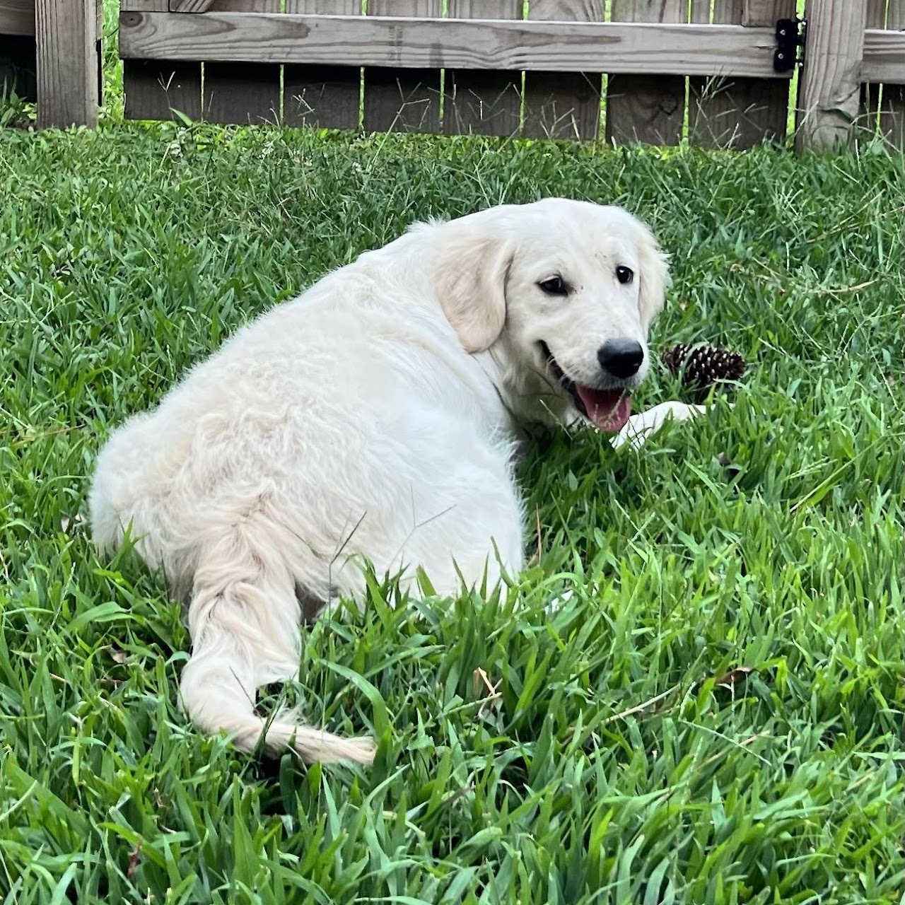 Sky relaxing in the grass