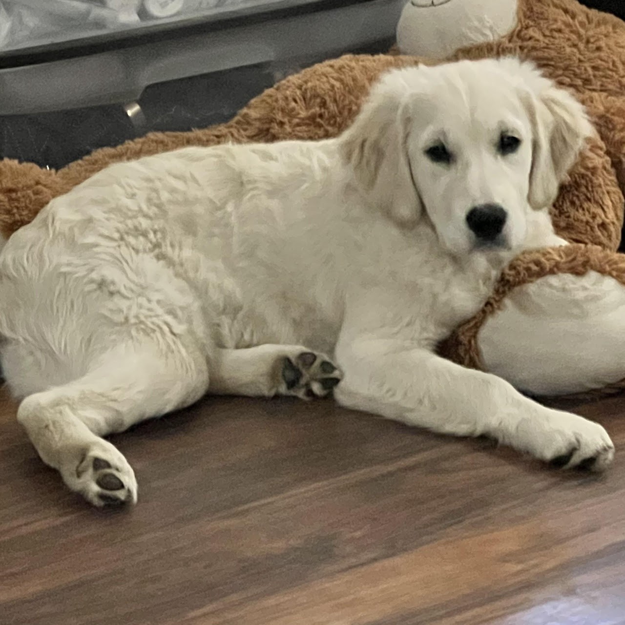 Sky resting indoors as a young puppy