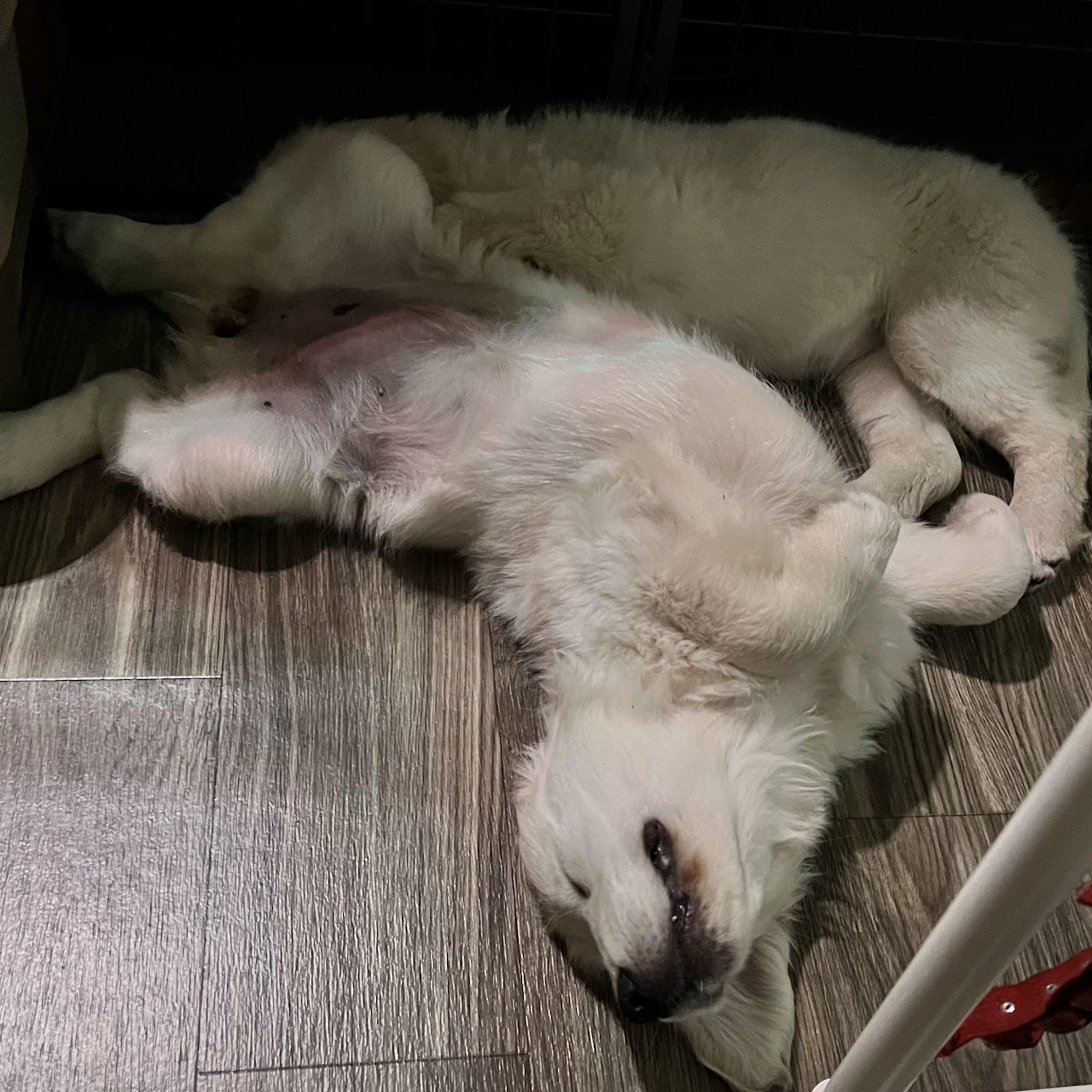 Sky napping with a littermate