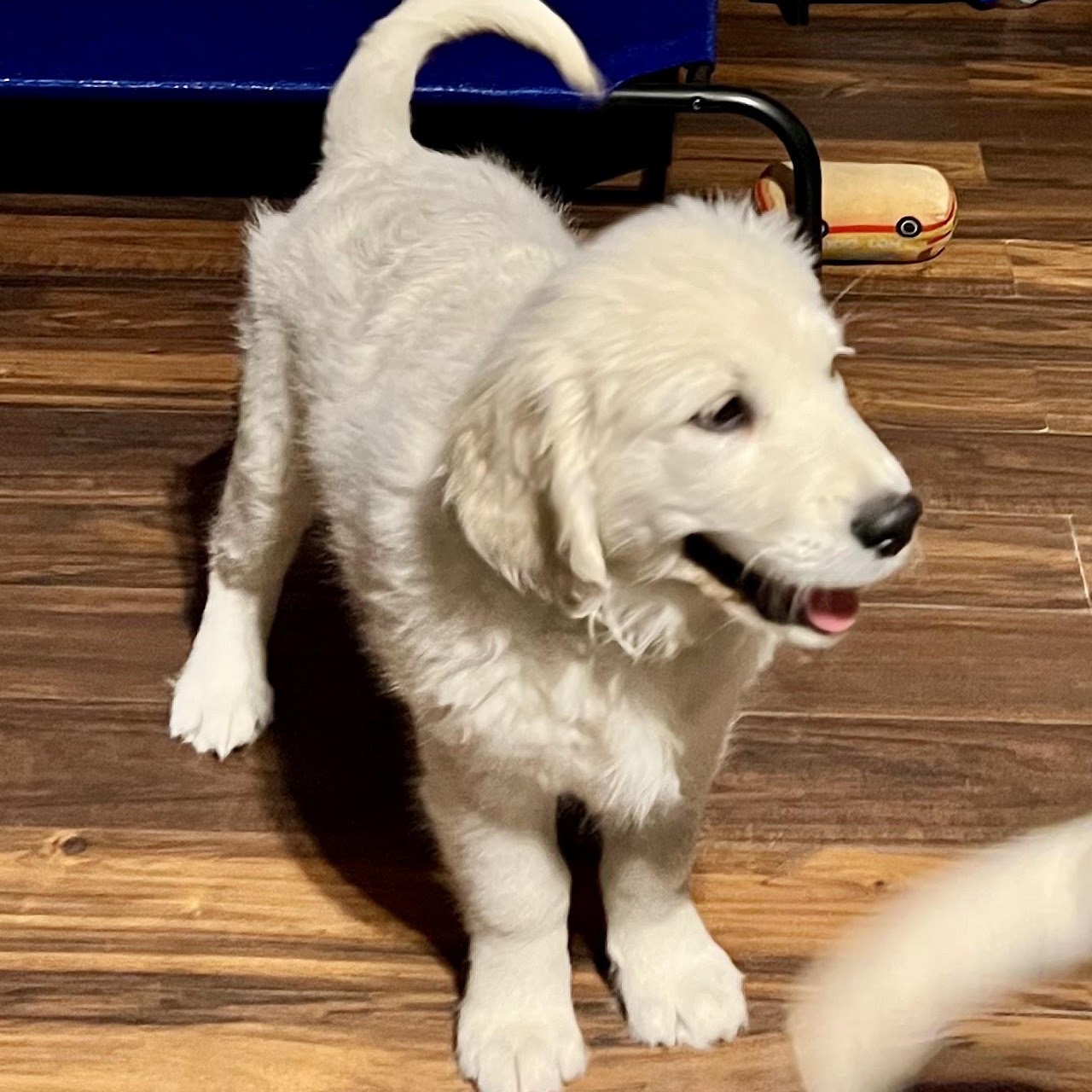 Sky standing indoors as a puppy