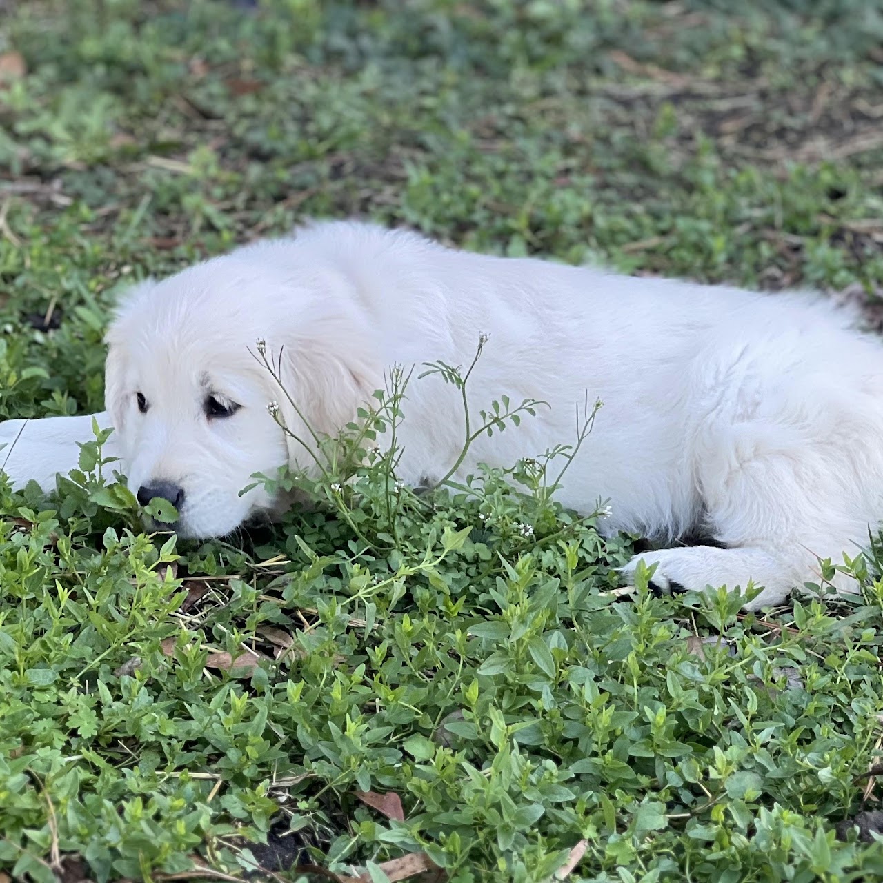 Sky exploring outside as a puppy