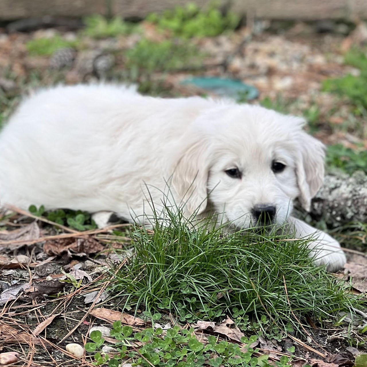 Sky lying in the grass as a puppy