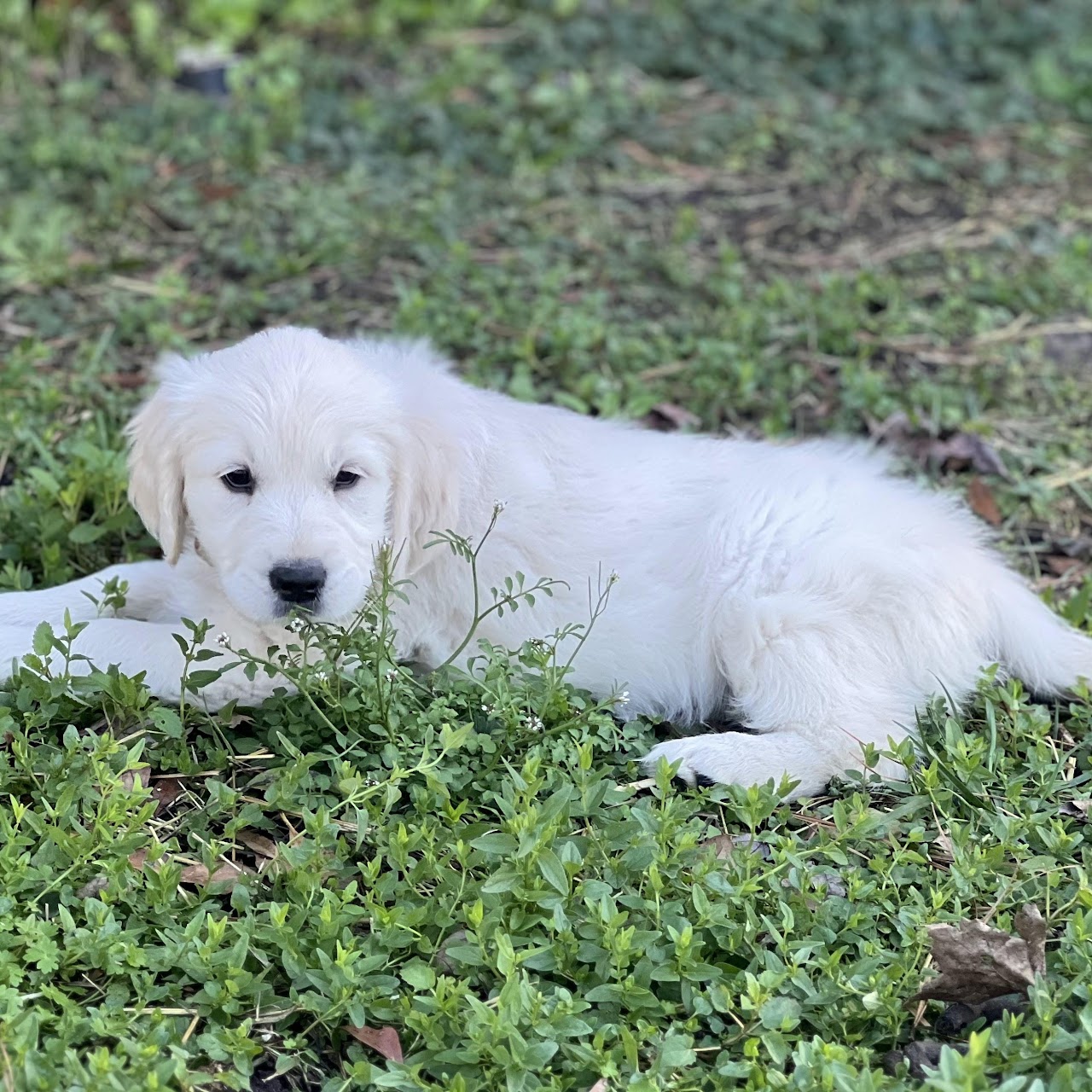 Sky relaxing outdoors as a puppy