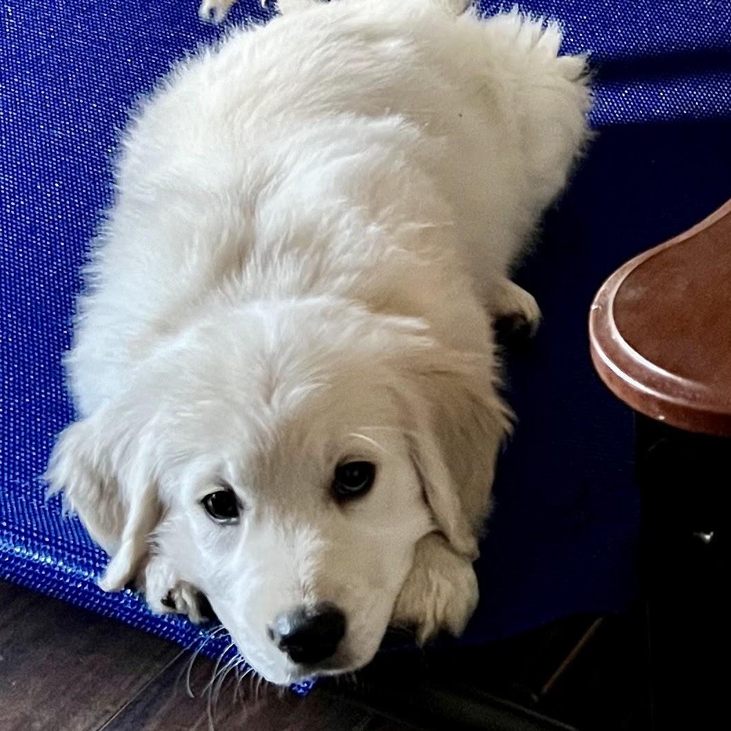 Sky sleeping in her crate