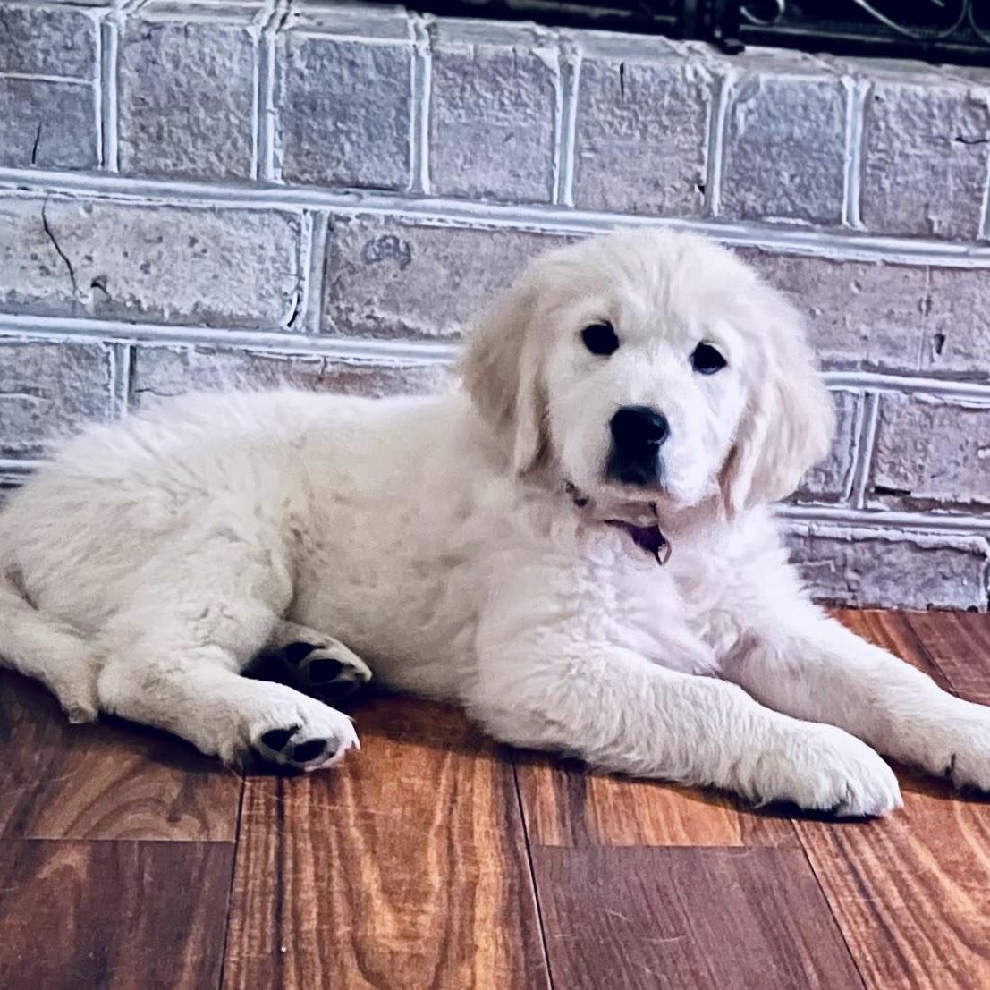 Sky looking up from her puppy bed