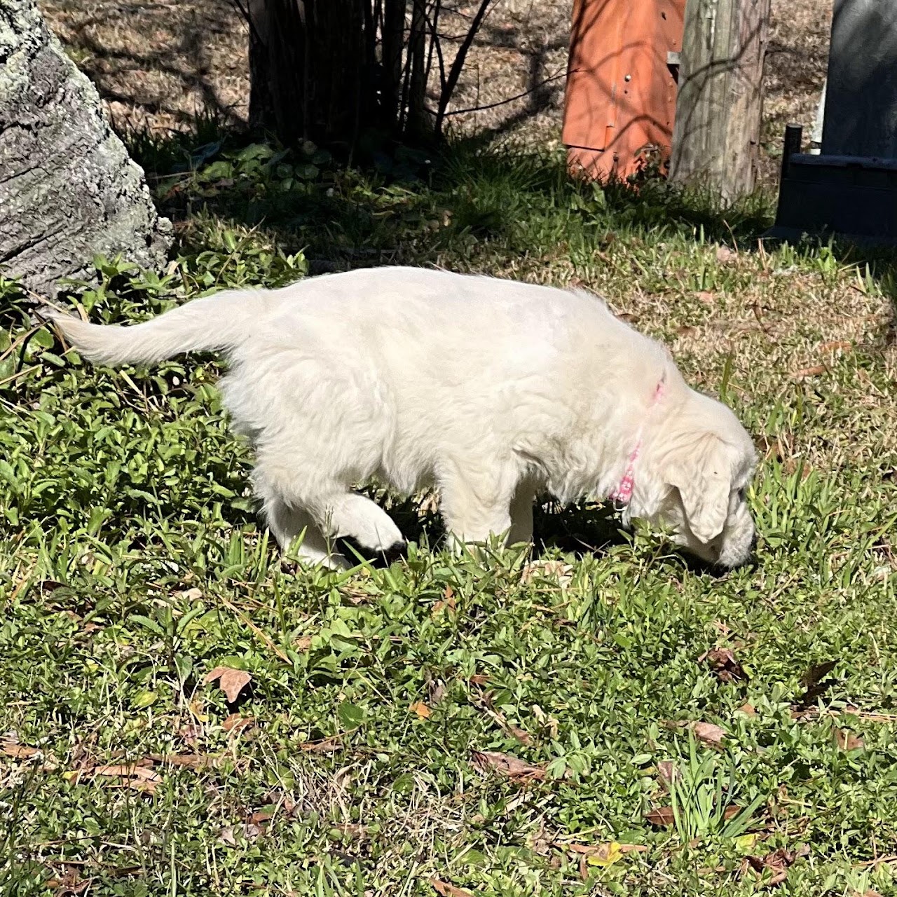 Sky exploring the grass as a puppy