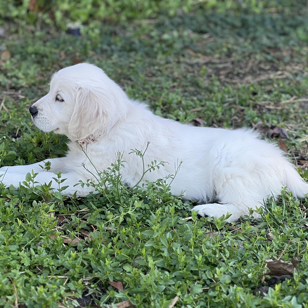 Sky standing outdoors as a puppy