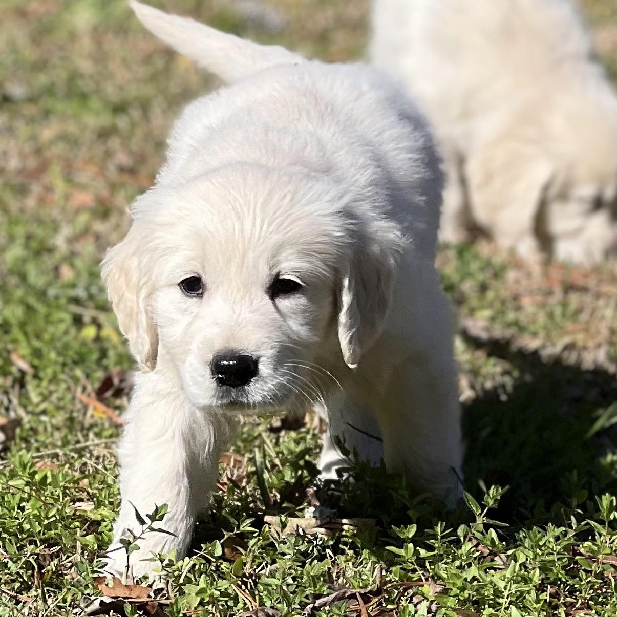 Sky exploring outdoors as a puppy