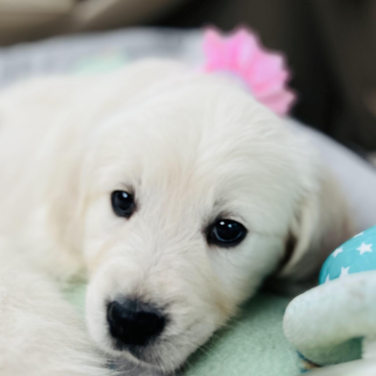 Close-up of Sky as a puppy
