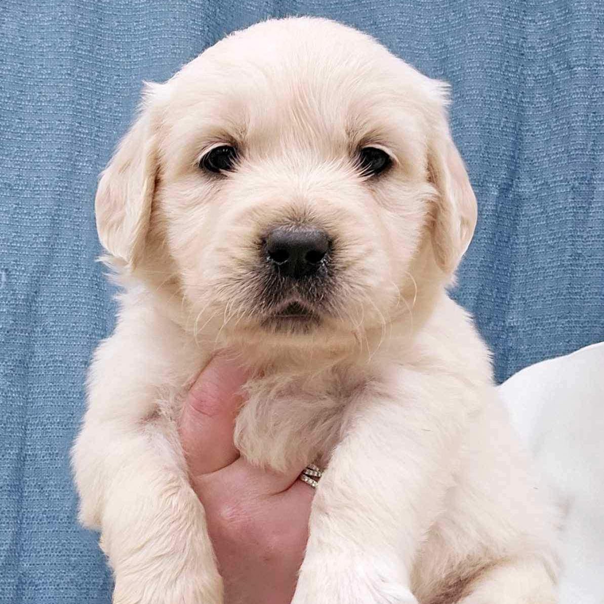 Sky as a very young puppy