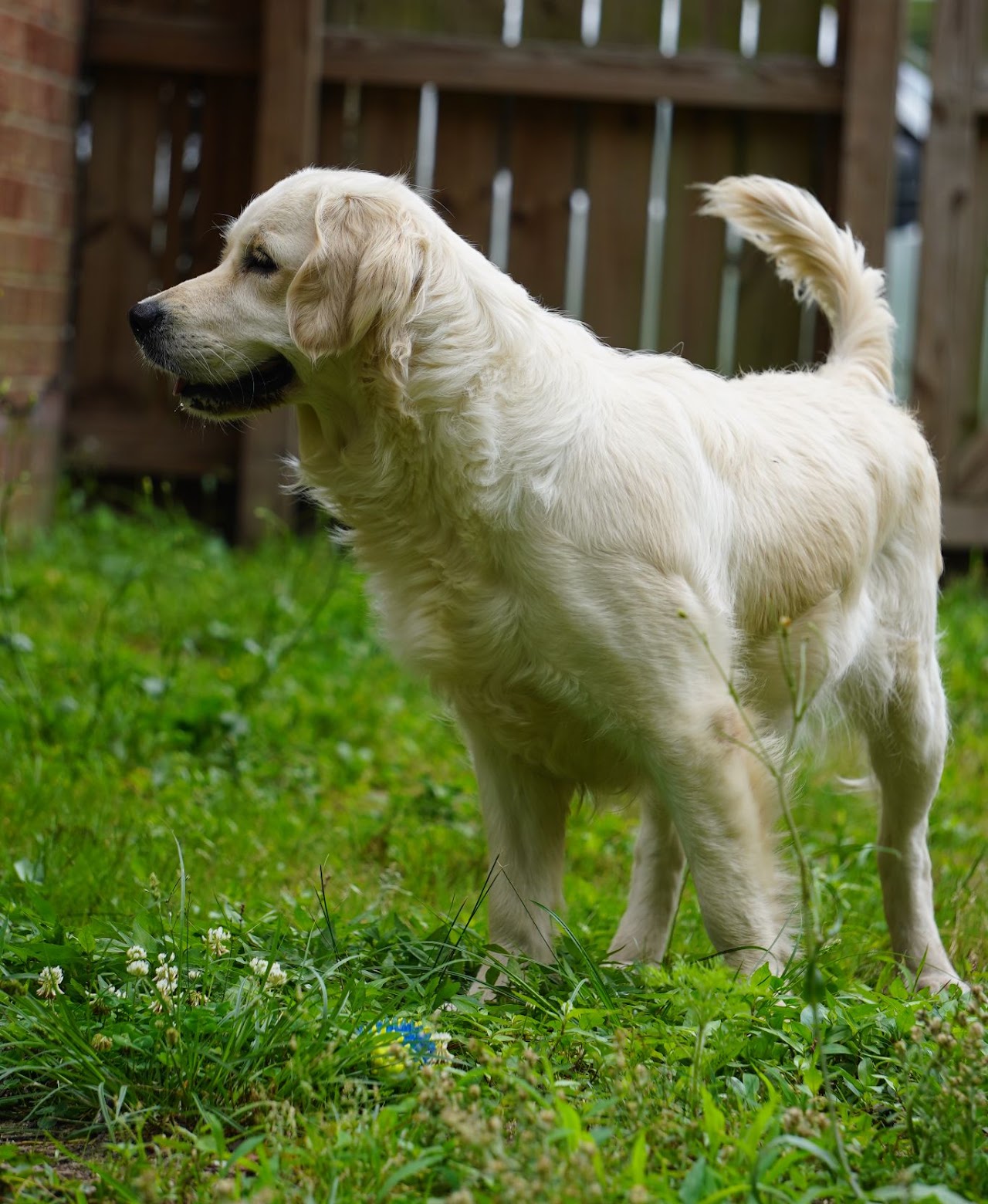 Sky standing in the grass