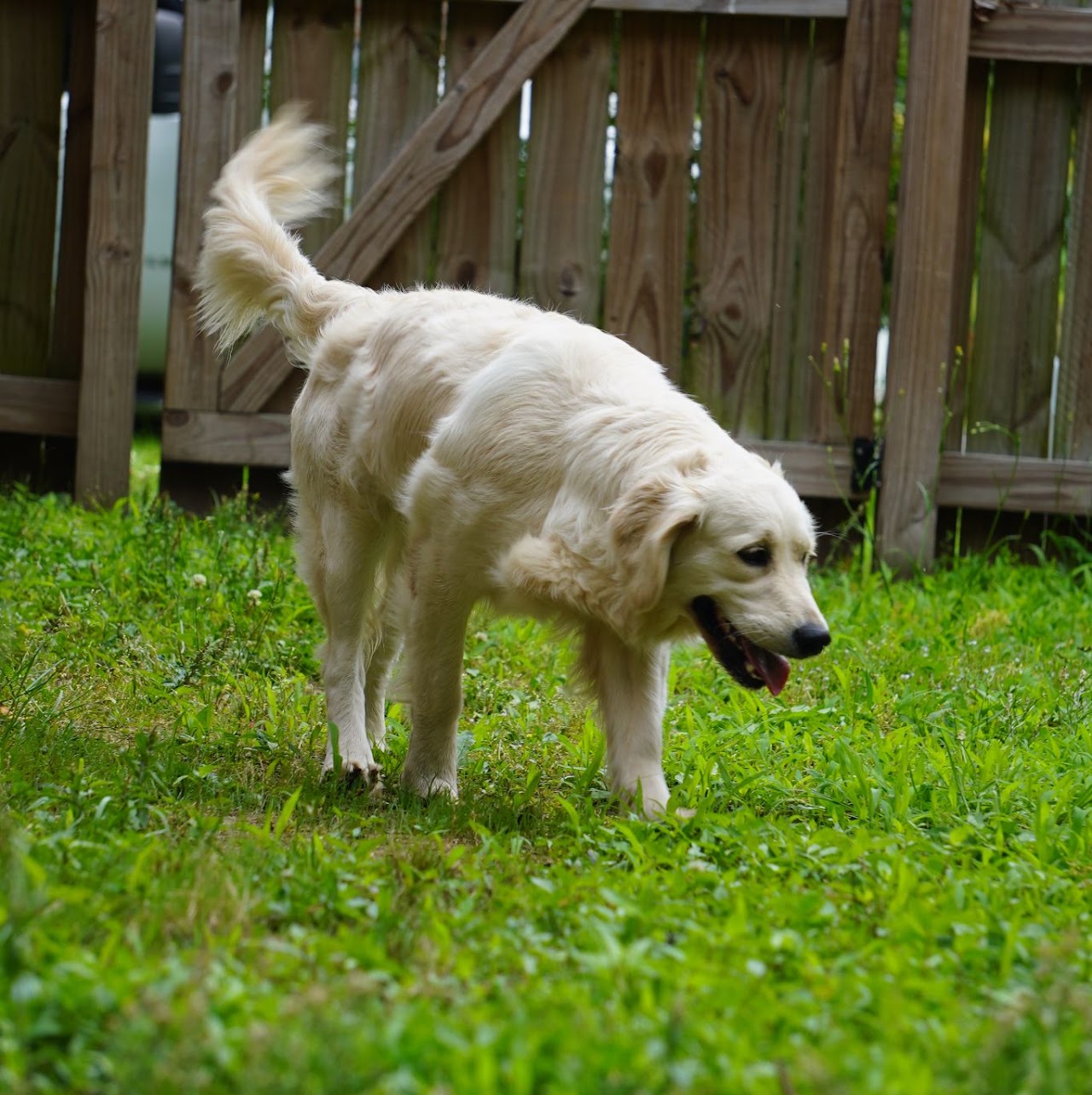 Star enjoying the yard
