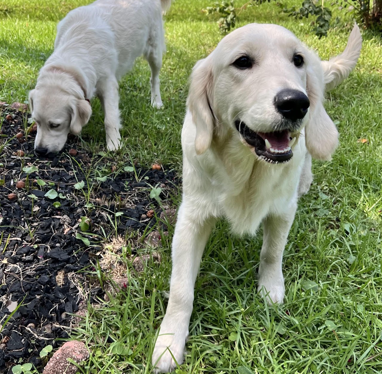 Star relaxing with the family dogs