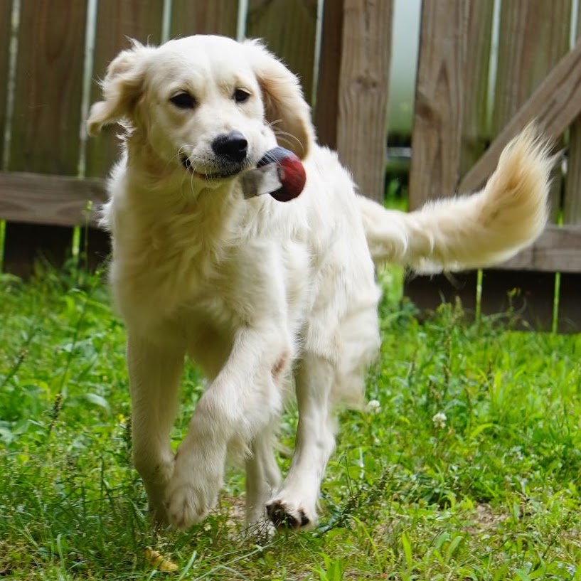 Star carrying her favorite toy through the yard