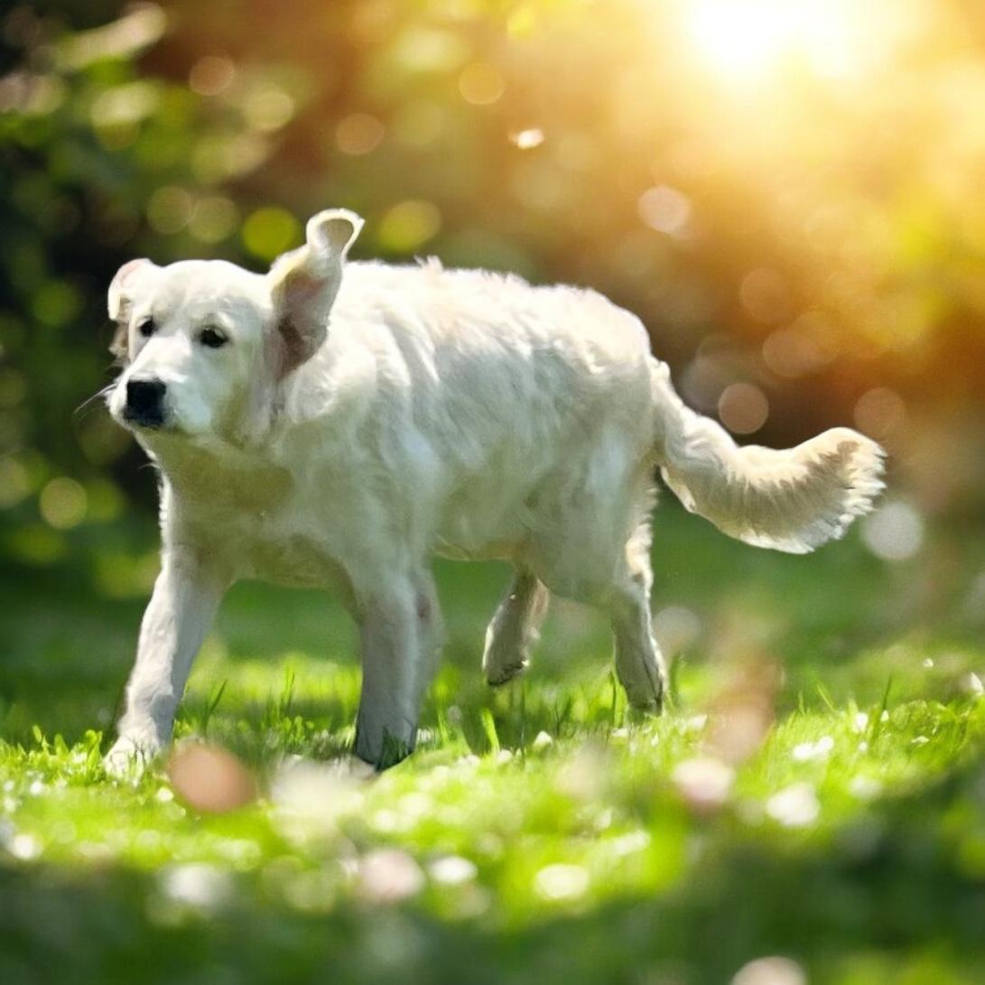 Star running with her favorite toy