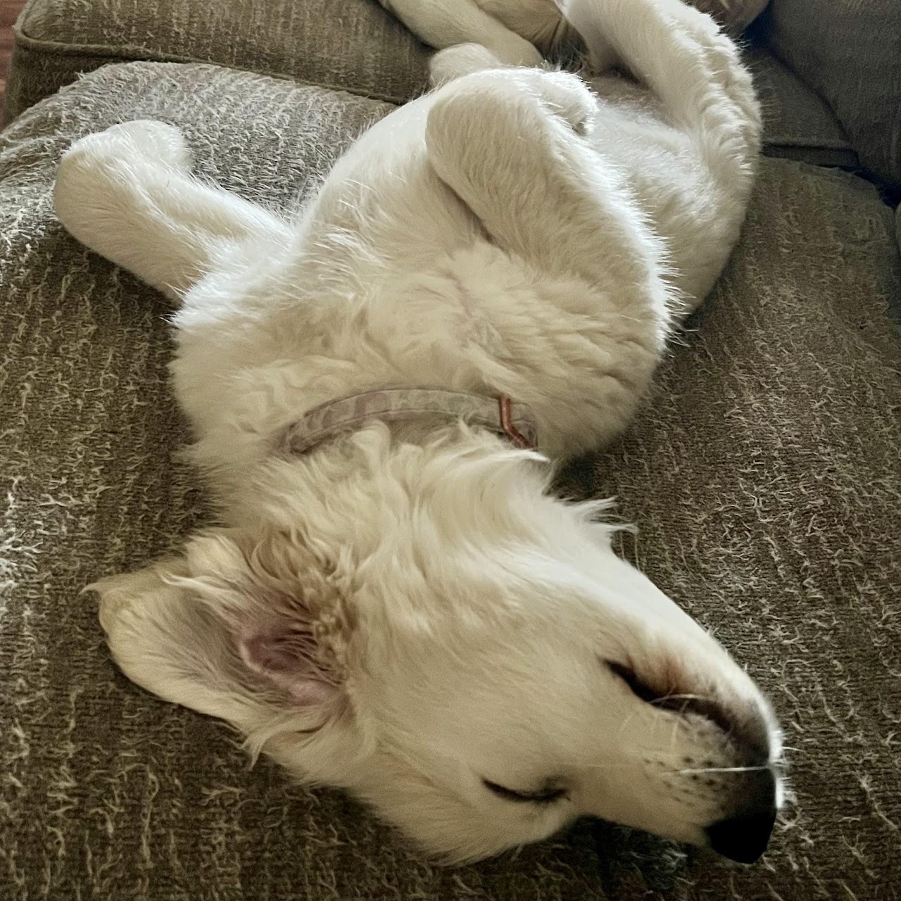 Star resting comfortably at home