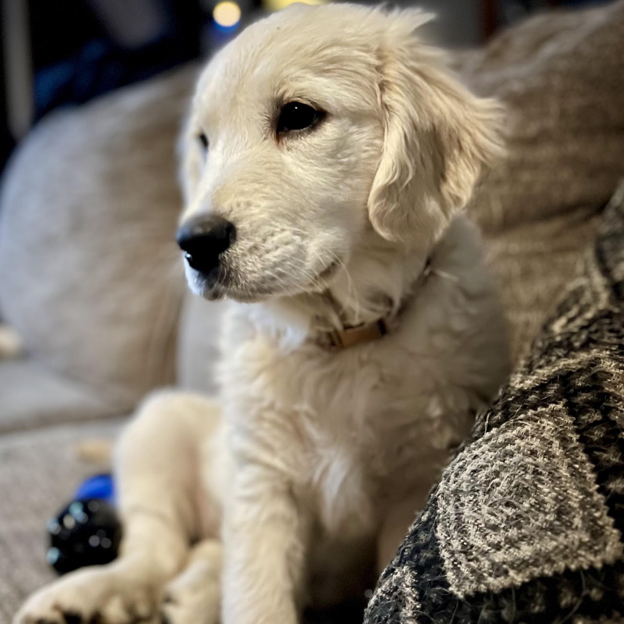 Star relaxing on the couch