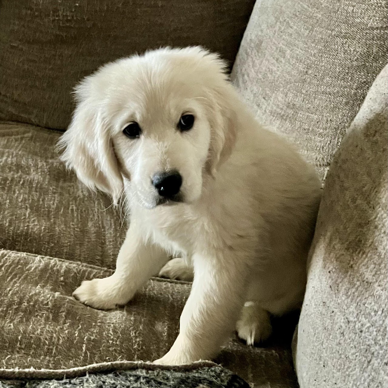 Star smiling indoors as a puppy