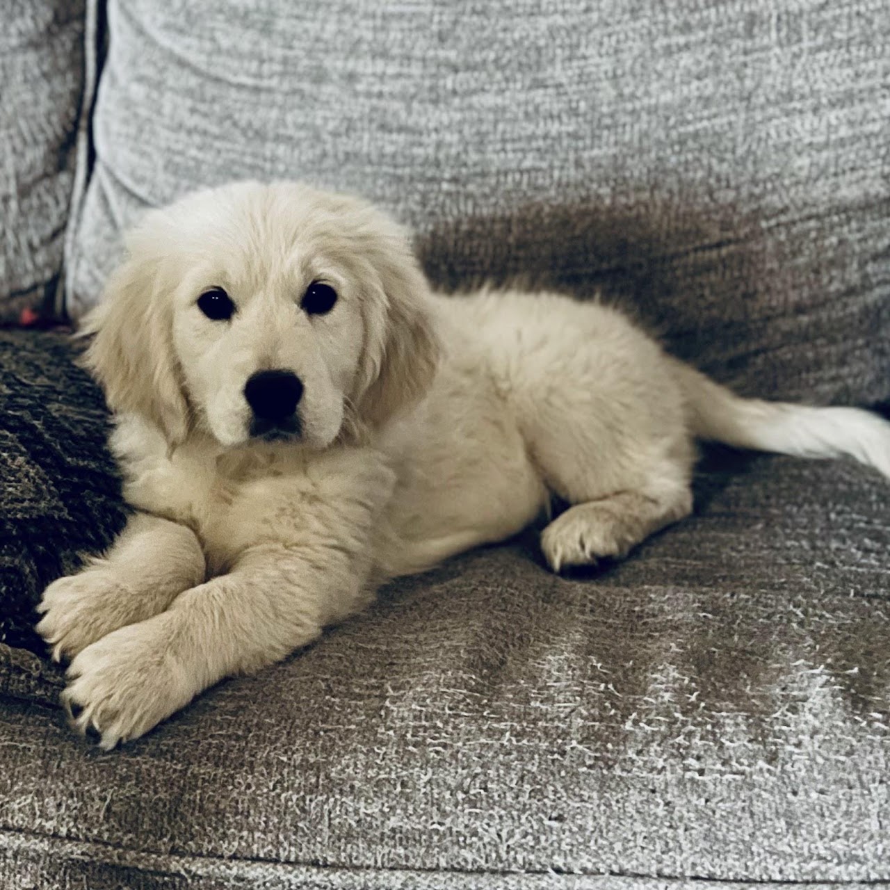 Star peeking between couch cushions