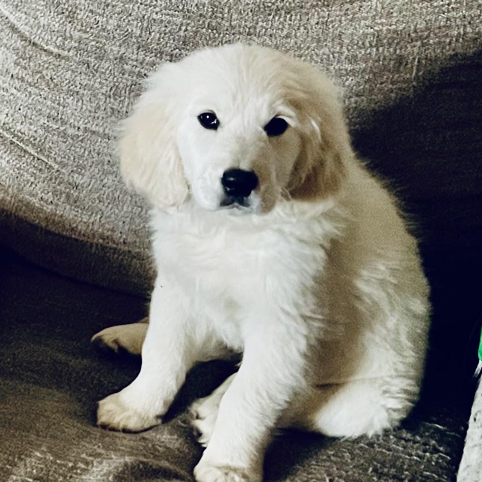 Star relaxing on the couch as a puppy