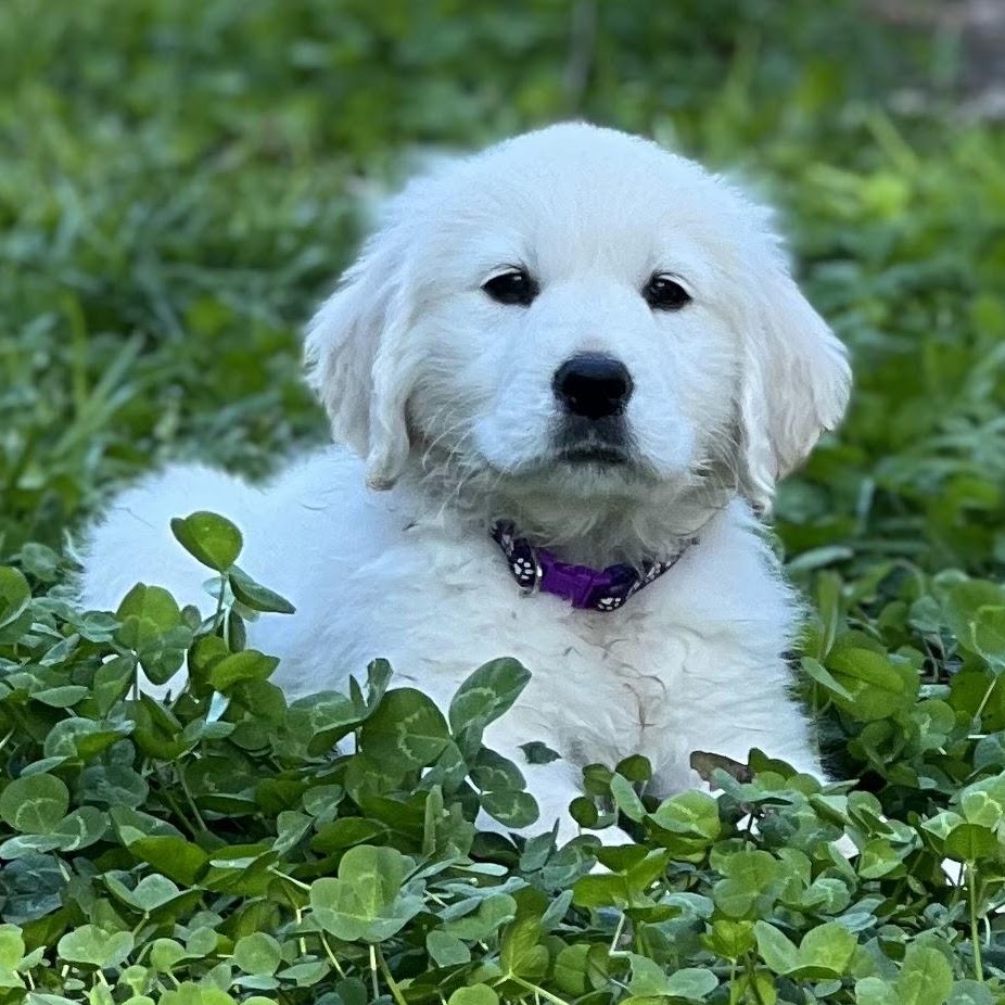 Star sitting on the couch as a puppy