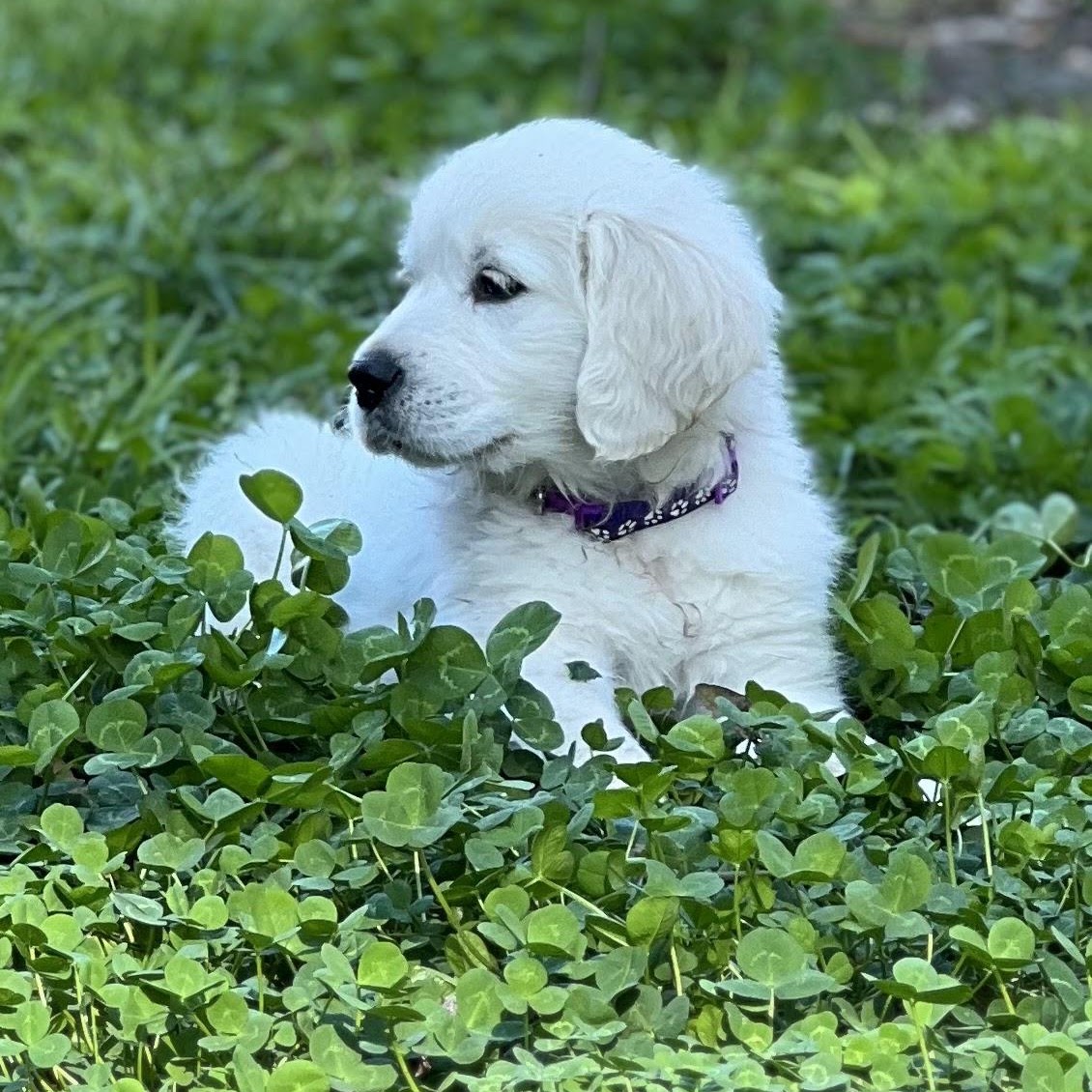 Star sitting among green clover