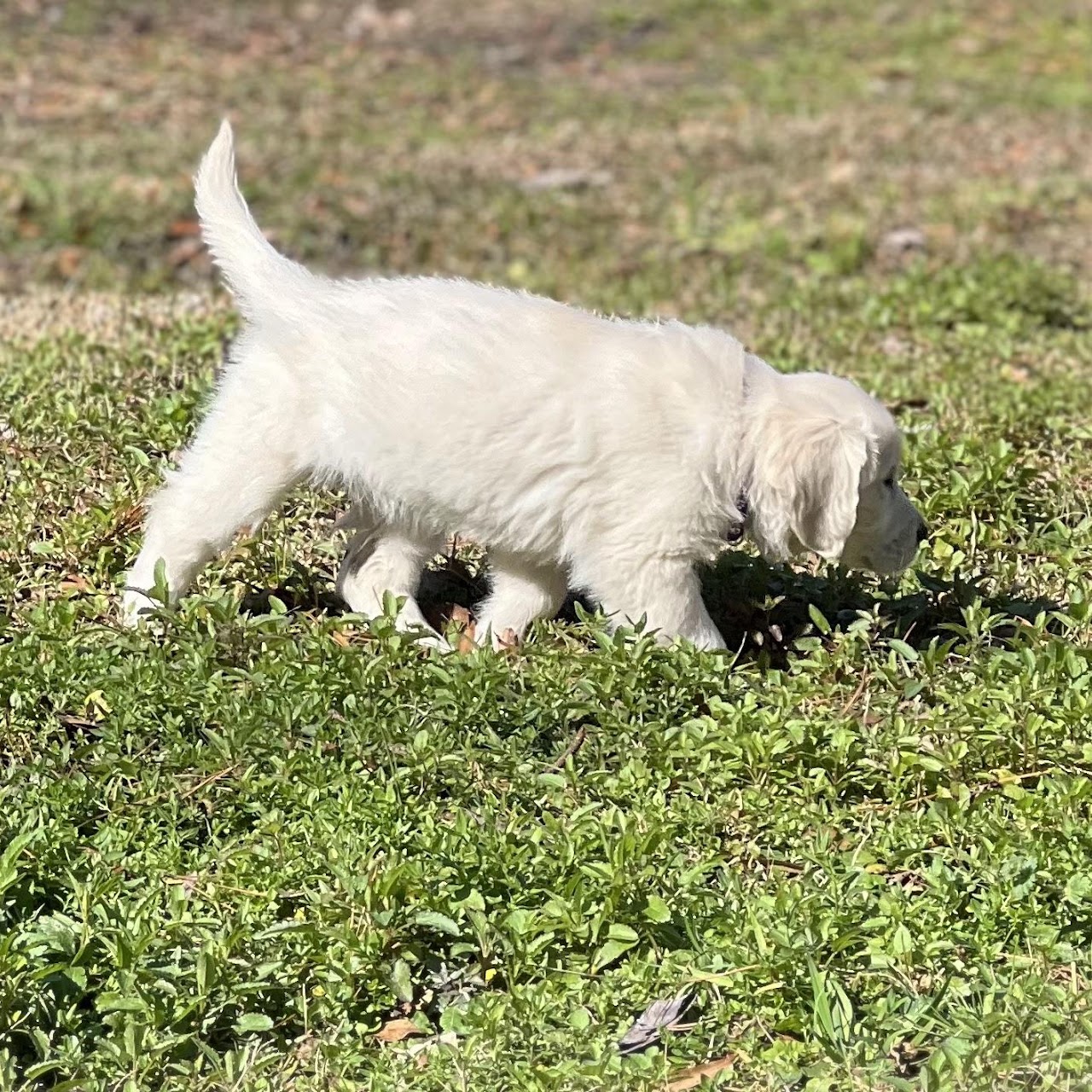Star sitting in clover as a puppy