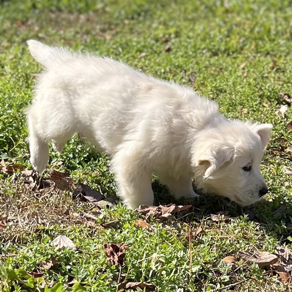 Star walking through the grass as a puppy