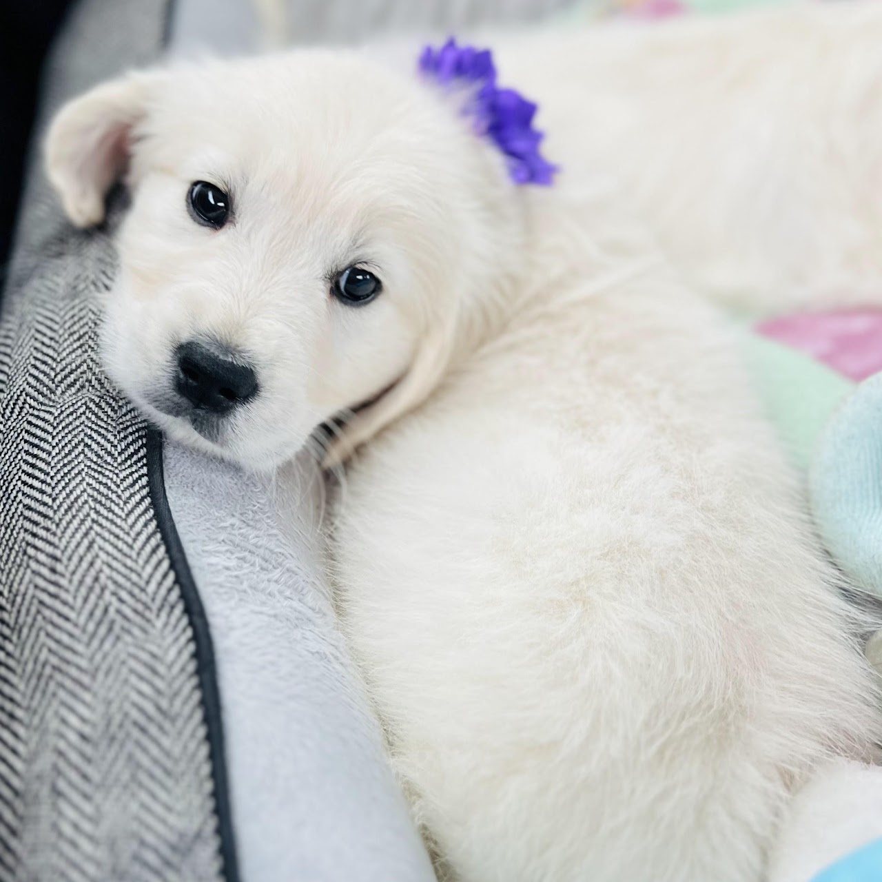 Star exploring outside as a puppy