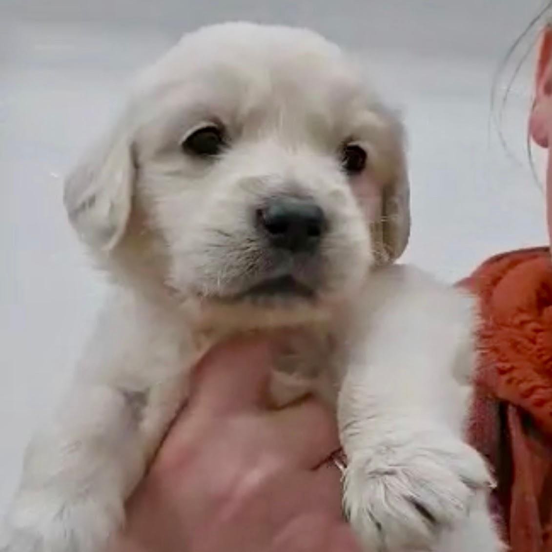 Star resting as a puppy