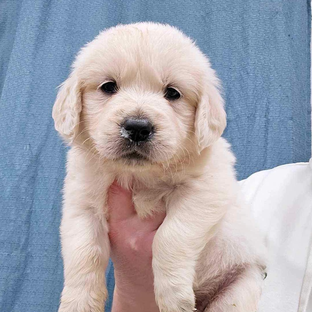 Star as a young puppy