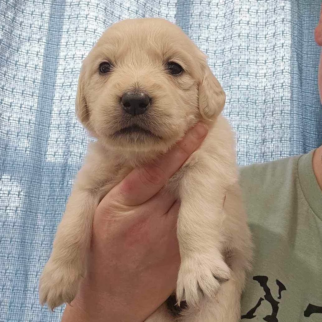 Star as a very young puppy