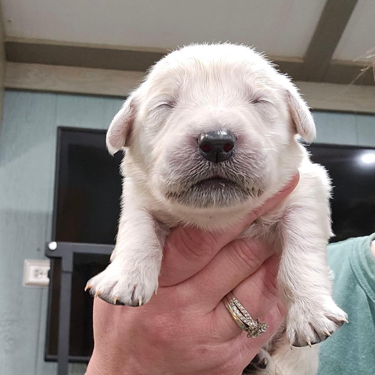 Star as a newborn puppy